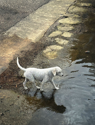 The Ghost who Walks