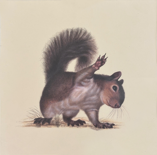 Squirrel